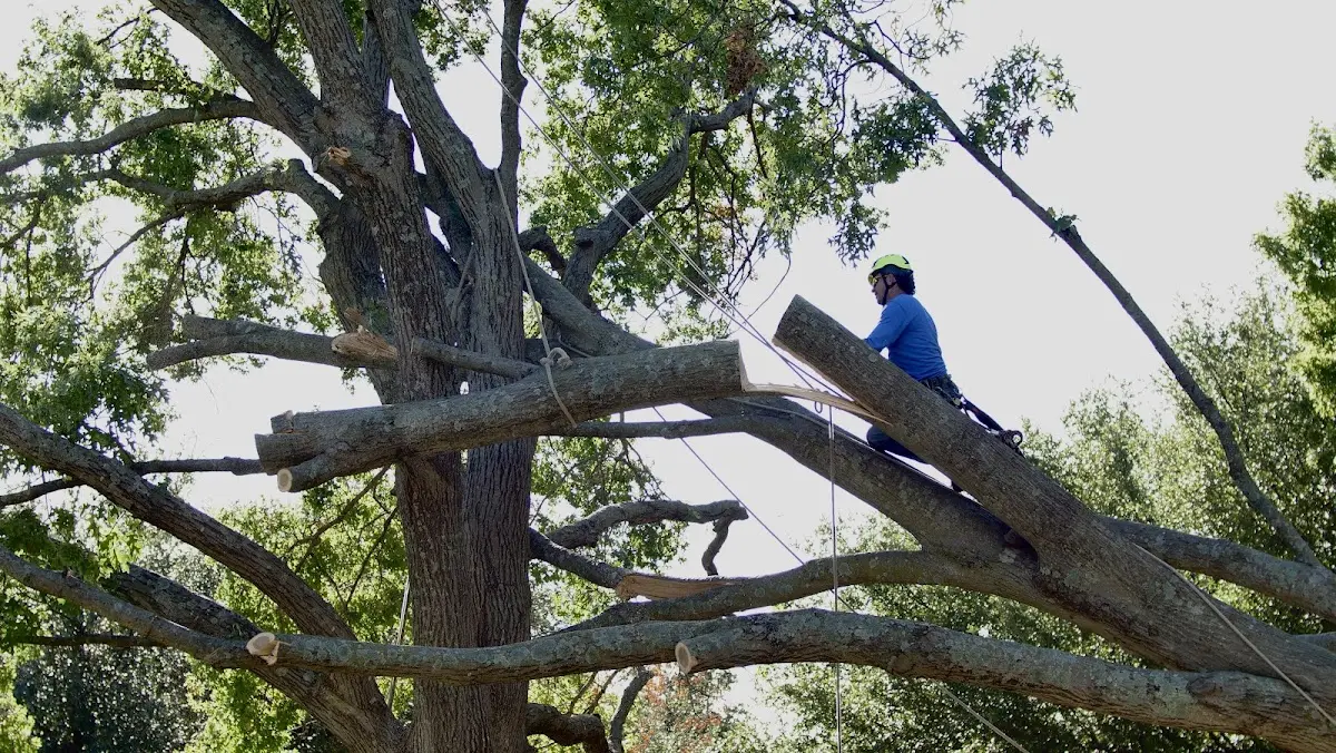 Professional Crown Thinning performed by certified arborists in Mancelona